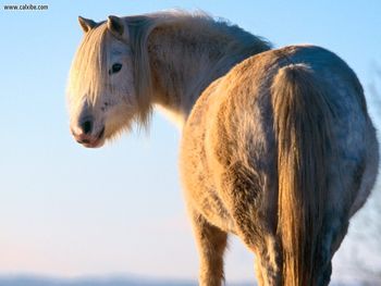 Winter Welsh Pony screenshot