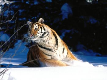 Wintery Scuddle Siberian Tiger screenshot
