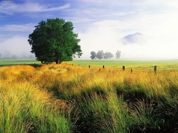 Wispy Field And Single White Oak Cades Cove Great Smoky Mountains National Park Tennessee screenshot