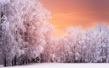 Wnter Forest Sunset screenshot