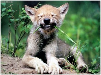 Wolf Cub screenshot