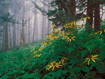 Woodland Sunflowers, Great Smoky Mountains, Tennessee screenshot