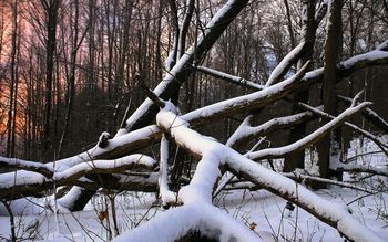 Woods In Winter screenshot