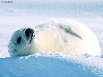 Working Hard, Harp Seal screenshot