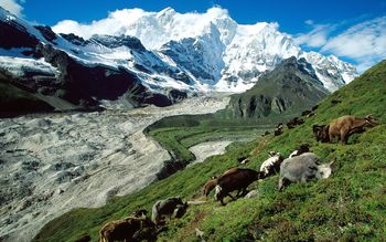 Yak Herding, Kangshung Glacier, Tibet screenshot