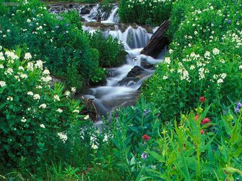 Yankee Boy Basin Uncompahgre National Forest Colorado screenshot