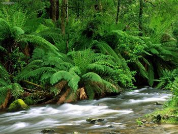 Yarra Ranges National Park  Australia screenshot