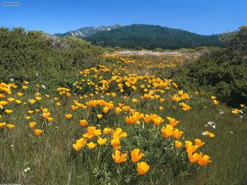 Yellow Brick Road California Poppies screenshot
