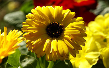 Yellow Calendula Pot Marigold screenshot