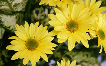 Yellow Color Flowers screenshot