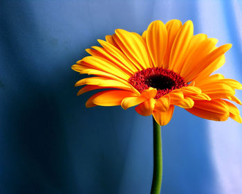 Yellow Daisy screenshot