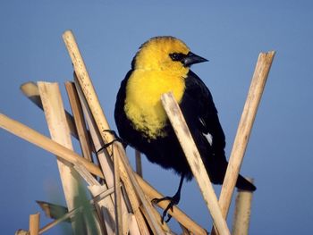 Yellow Headed Blackbird screenshot