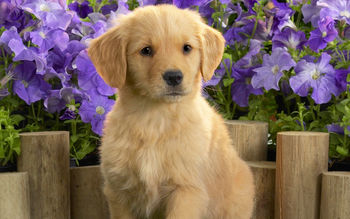 Yellow Labrador Puppy screenshot