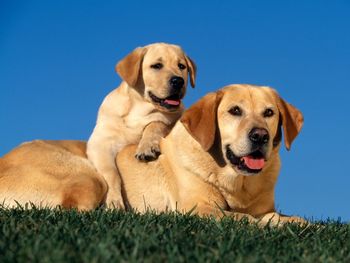 Yellow Labradors screenshot