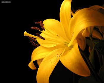 Yellow Lilly screenshot