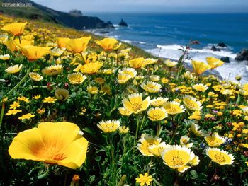 Yellow Poppies, California Coast screenshot