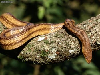 Yellow Rat Snake, Southern Florida screenshot