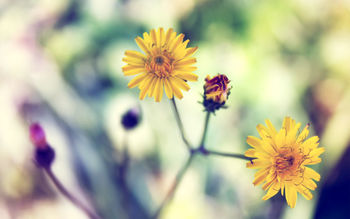 Yellow Spring Daisy screenshot