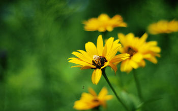 Yellow Summer Flowers screenshot