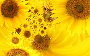 Yellow Sunflowers screenshot