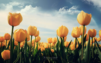 Yellow Tulips screenshot