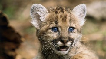 Young Florida Panther screenshot