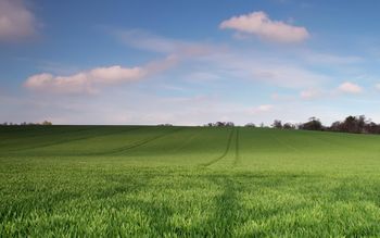 Young Green Wheat Field screenshot