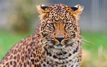 Young Leopard 4K screenshot