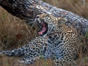 Young Leopard, Sabi Sand Wildtuin Reserve, South Africa screenshot