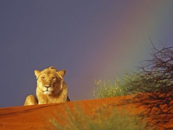 Young Lion Resting In The Kalahari Red Sand Dunes, Intu Africa Reserve, Namibia, Africa screenshot