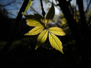 Young Promise screenshot