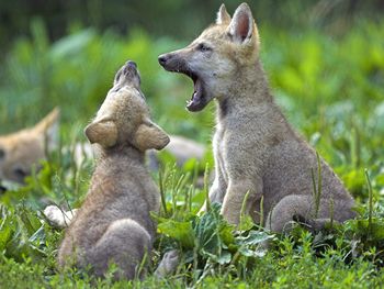 Young Wolf Cubs screenshot