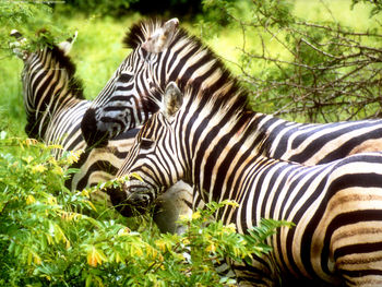 Zebras screenshot