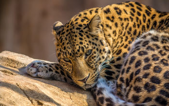 Zoo Leopard screenshot
